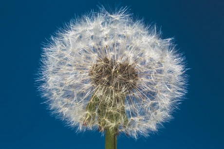 Allergien